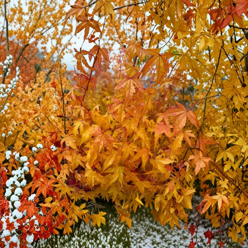 Acer palmatum ‘Wildfire’ – Rare Coral Bark Japanese Maple with Four-Season Color