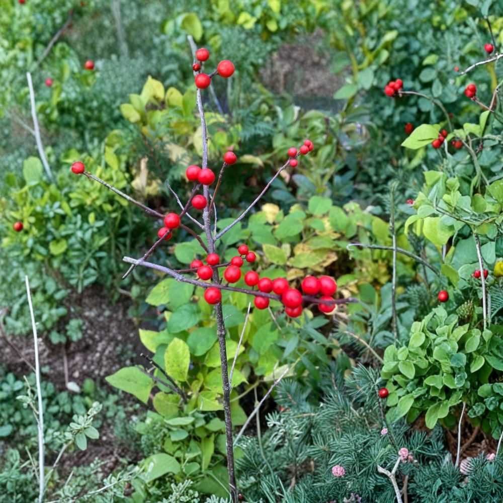 Mary Jo Winterberry Holly - Female Native Deciduous Shrub with Red Berries | Quart Pot Plant