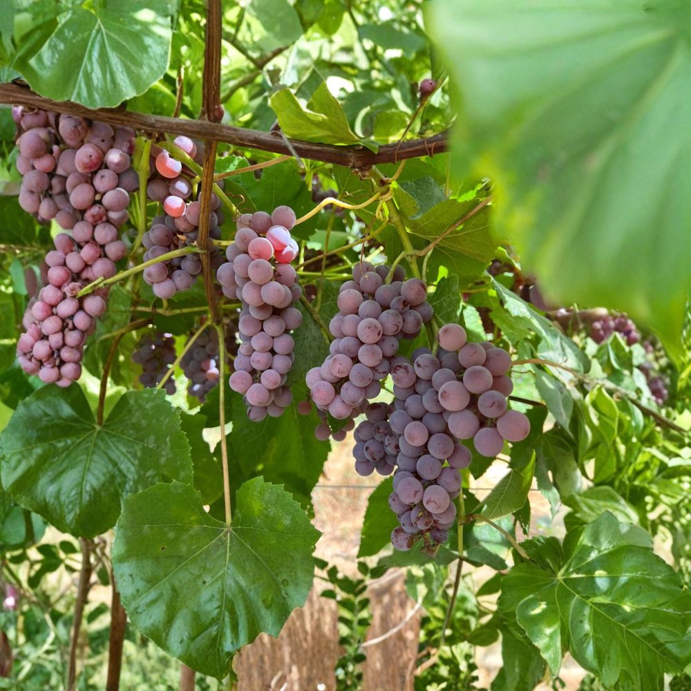 Delaware Seeded Grape Plant – Vitis labrusca Live Vine | Early Ripening Red Table Grape