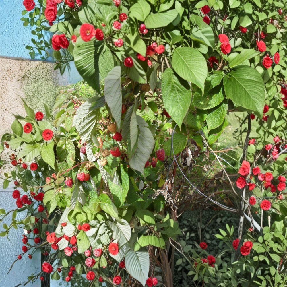 Carolina Raspberry Plant – Live Rooted Everbearing Red Raspberry | Large Sweet Berries | Zones 4–9