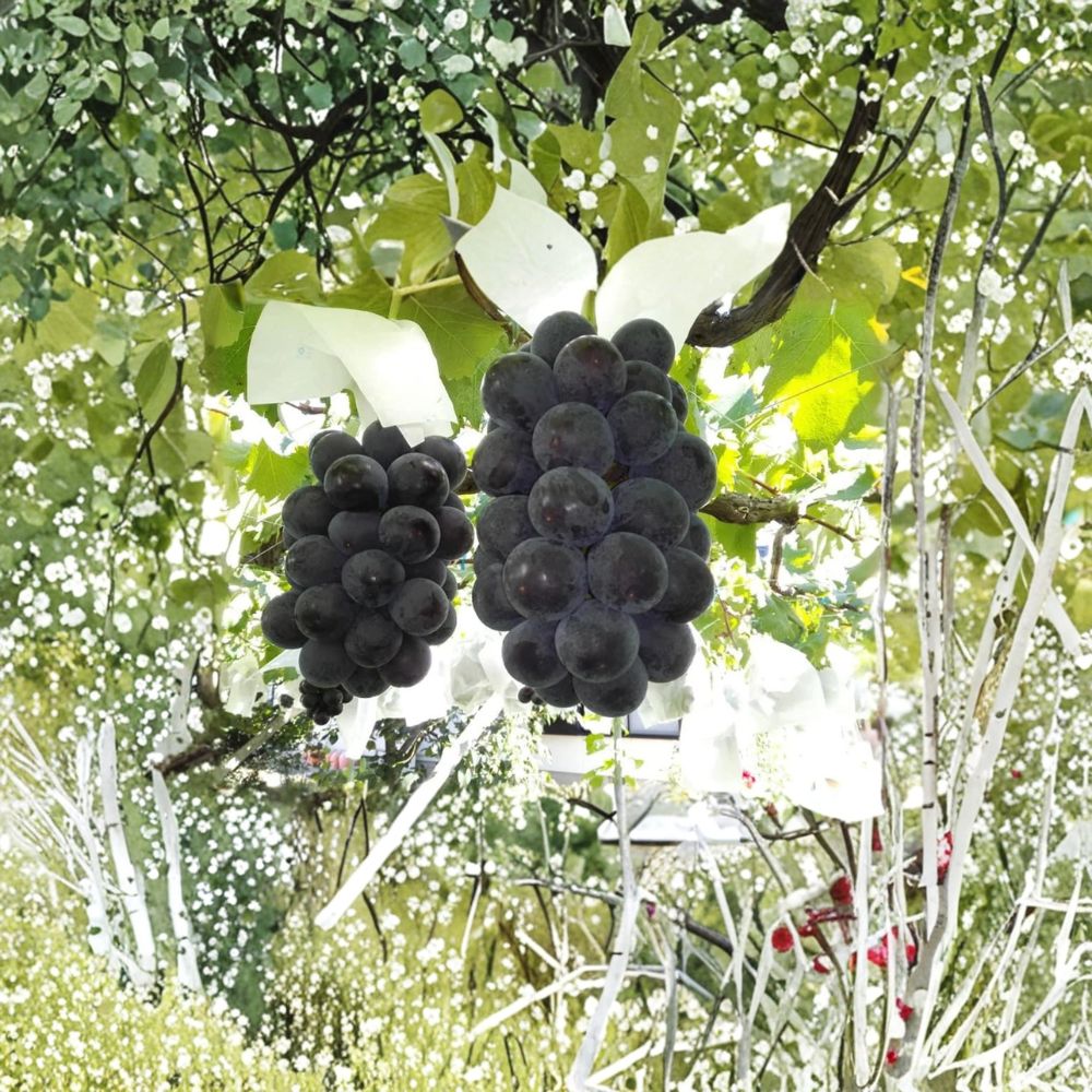 Japanese Fujiminori Giant Table Grape Plant – Vitis vinifera Live Vine in Nursery Pot
