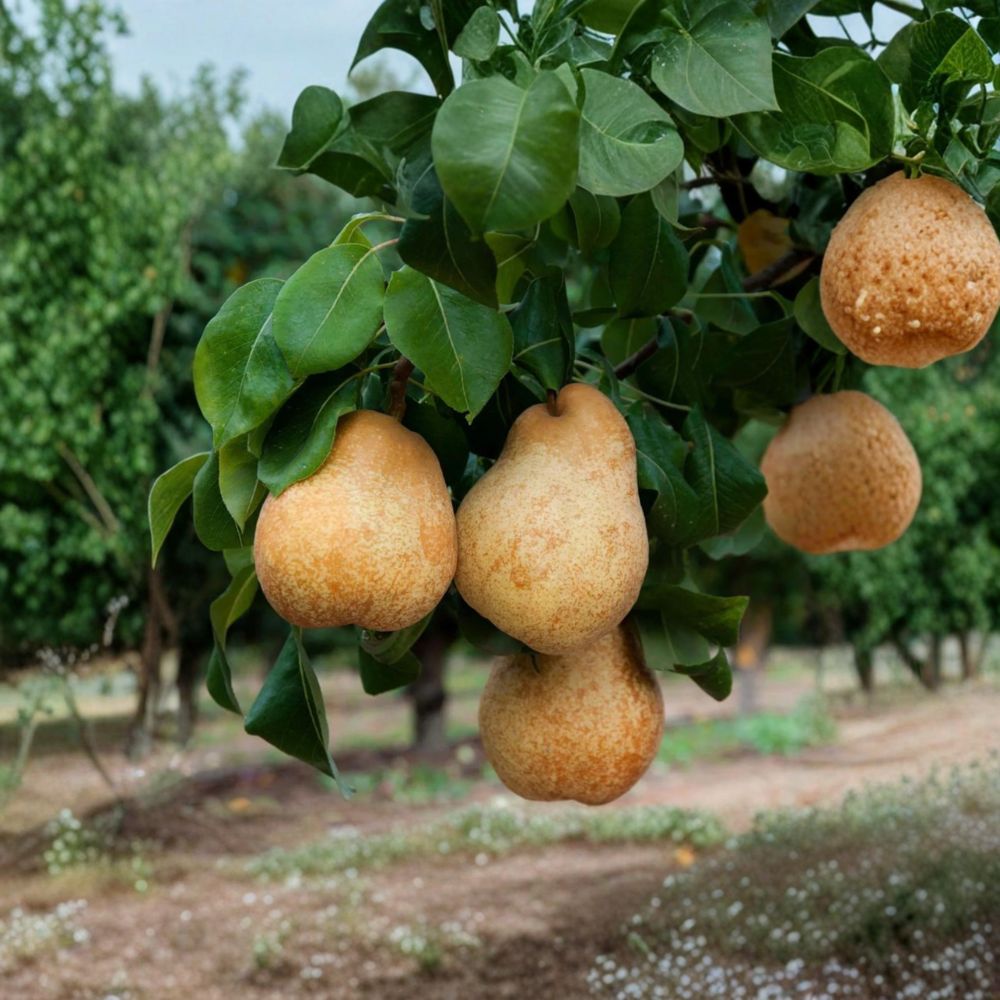 Blake's Pride European Pear Tree – Fire Blight Resistant Bare Root Pyrus communis | Sweet Golden Pear Fruit