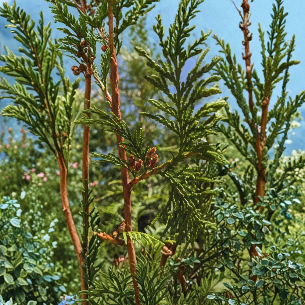 Thuja plicata Western Red Cedar Live Evergreen Tree | #1 Container | Fast Growing Privacy Hedge