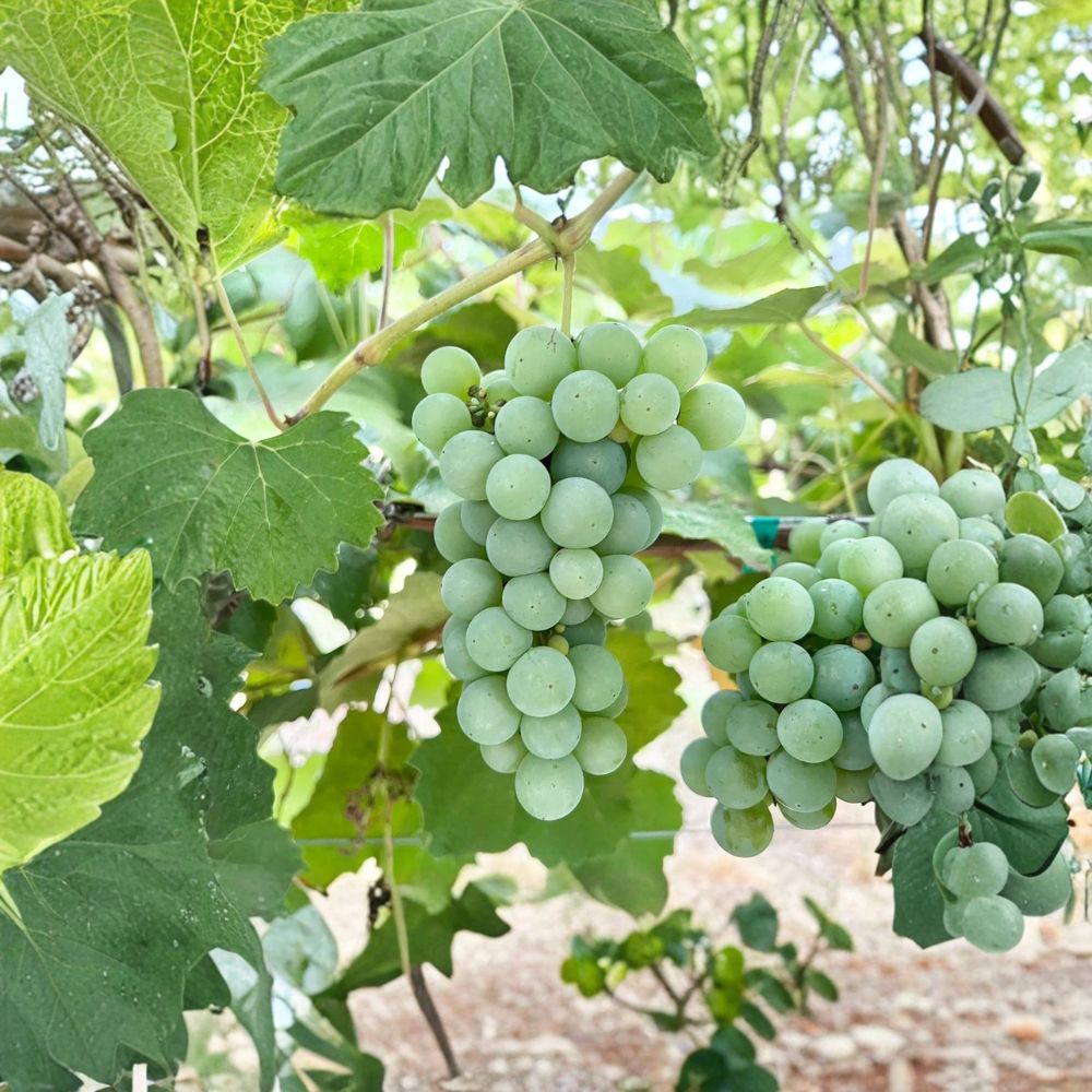 5 Niagara Grape Cuttings – Vitis labrusca Live Propagation Cuttings | Sweet White Table & Juice Grape | US Seller