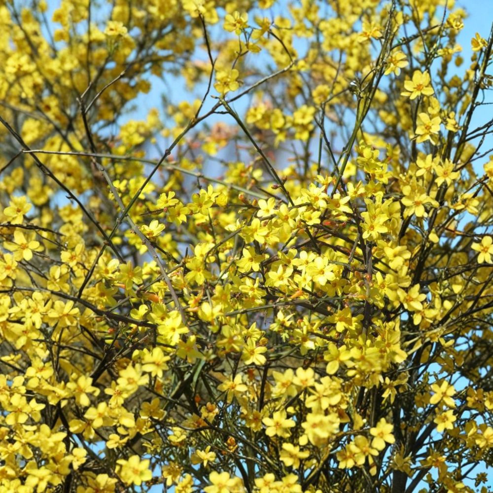 Winter Jasmine – Jasminum nudiflorum Live Plant with Nursery Pot | Early Yellow Blooming Vine
