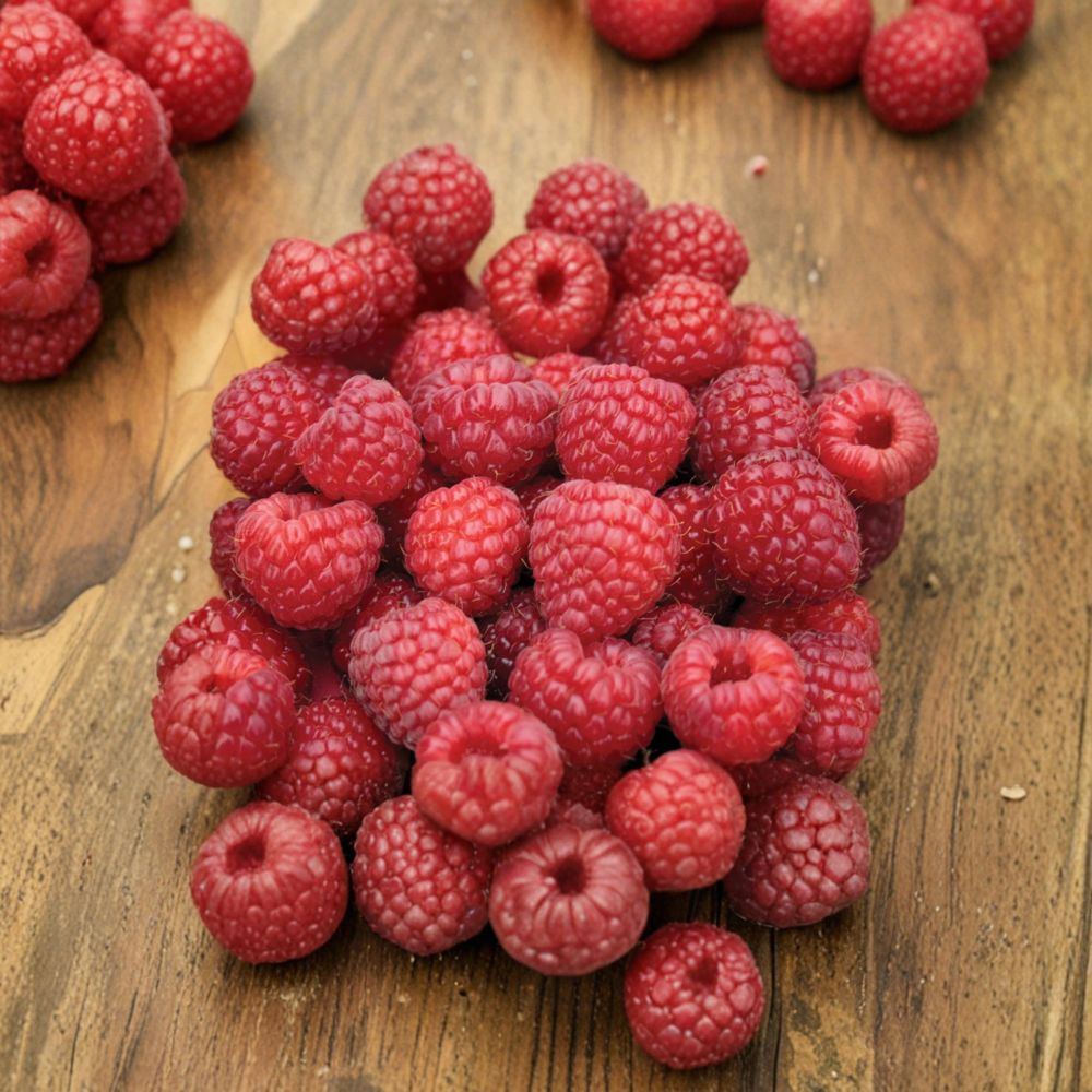 Nova Raspberry Plant – Live Rooted Red Raspberry Cane | Sweet Midseason Berry | Zones 3–8