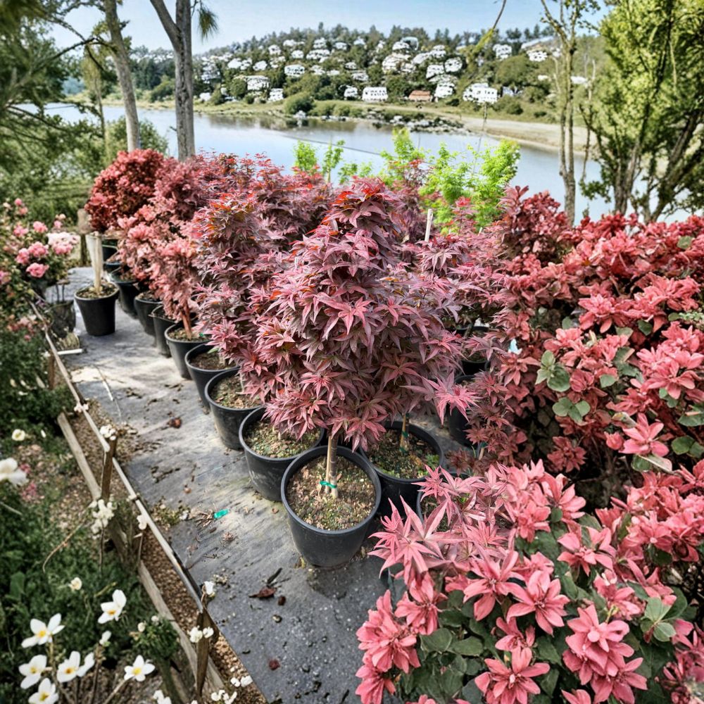 Acer palmatum ‘Twombly’s Red Sentinel’ – Columnar Red Japanese Maple Tree in #3 Container