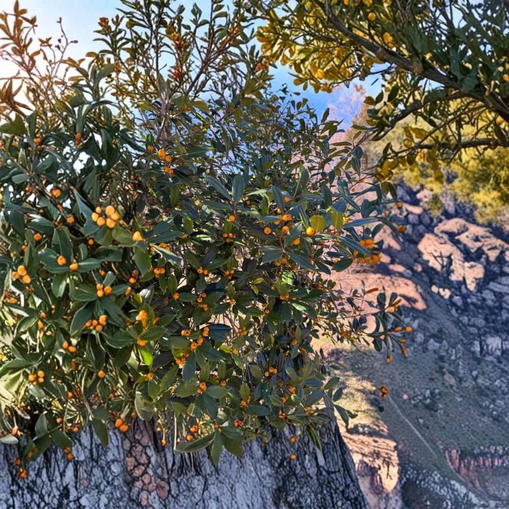 Longwood Gold Holly - Evergreen Ilex x attenuata with Golden Yellow Berries | 1 Gallon Pot