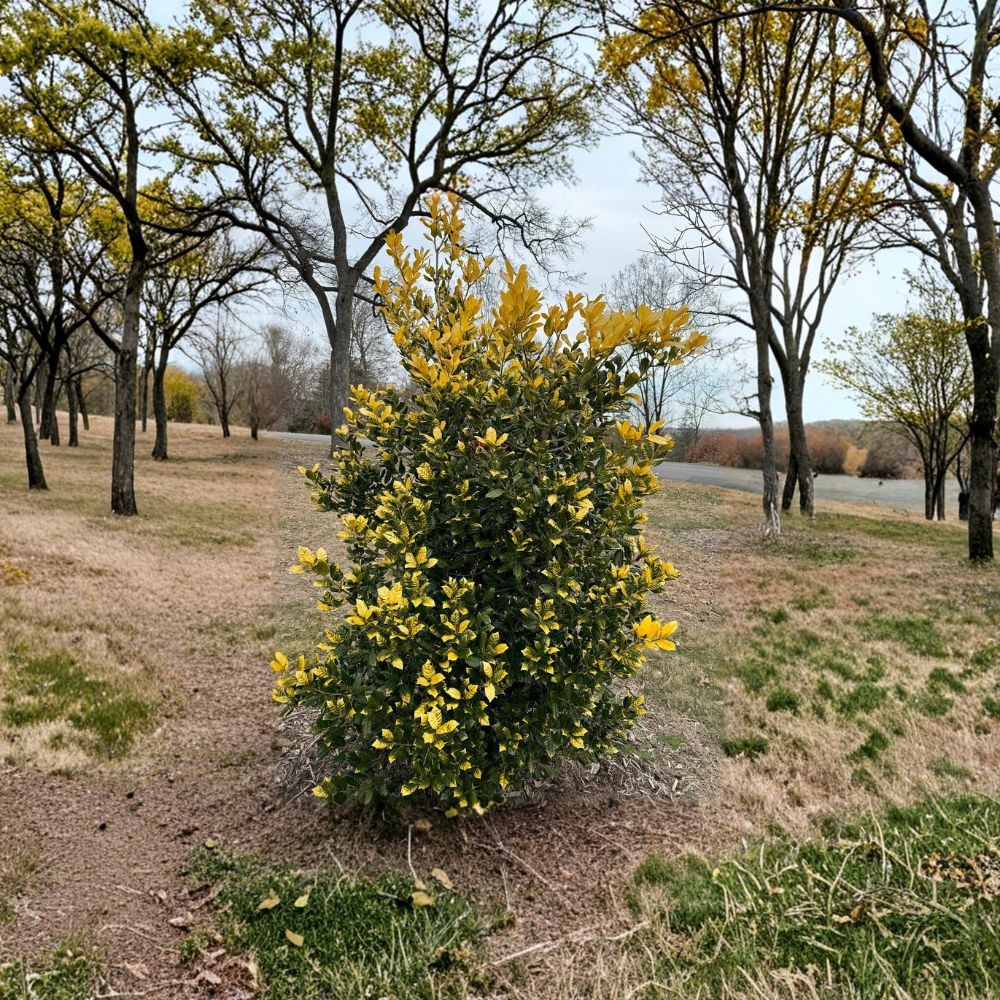 Whoa Nellie Holly - Evergreen Golden Nellie Holly Shrub in 1 Gallon Pot
