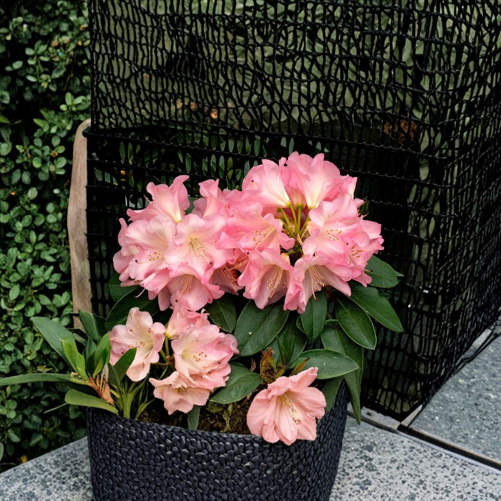 Rhododendron ‘Bruce Brechtbill’ Live Evergreen Shrub | Pink White Yellow Blooms | #2 Container Grown
