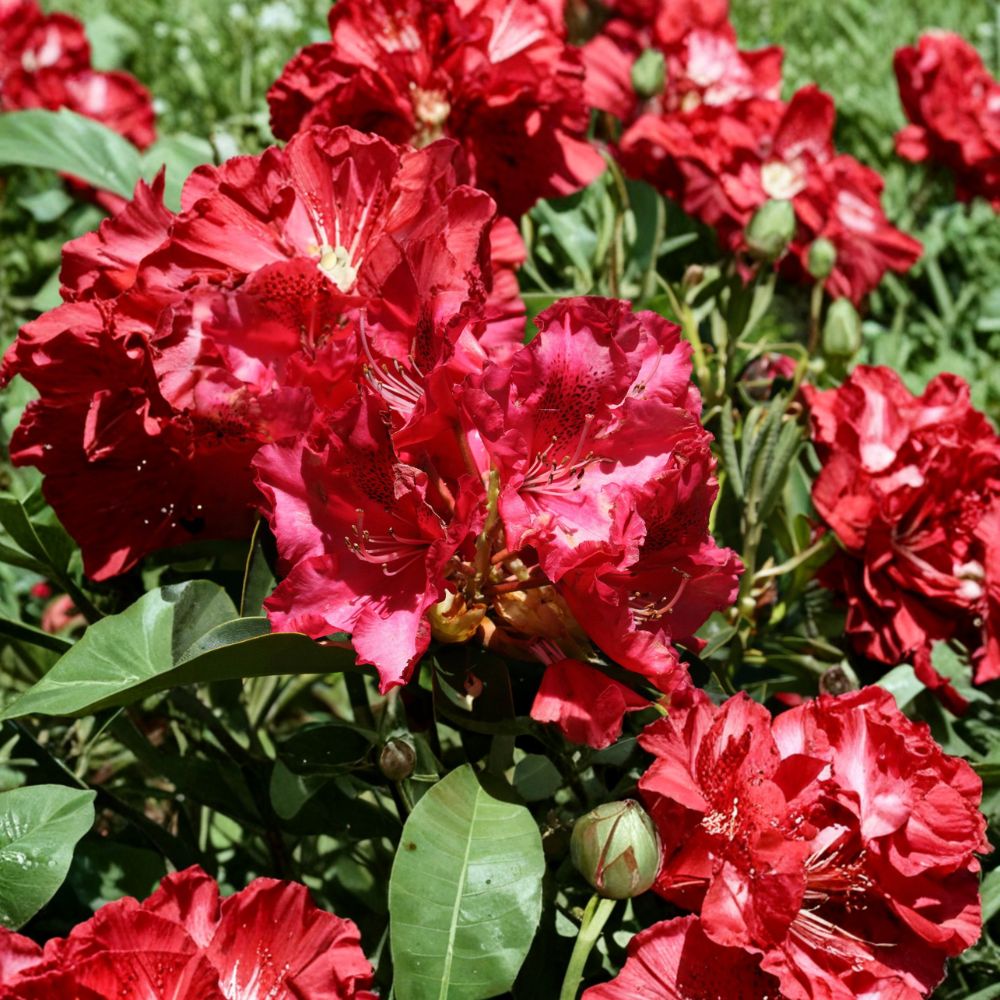 Rhododendron ‘Kluis Sensation’ – Evergreen Shrub with Ruffled Red Blooms | Cold Hardy 15–18 Inch Field Grown Plant