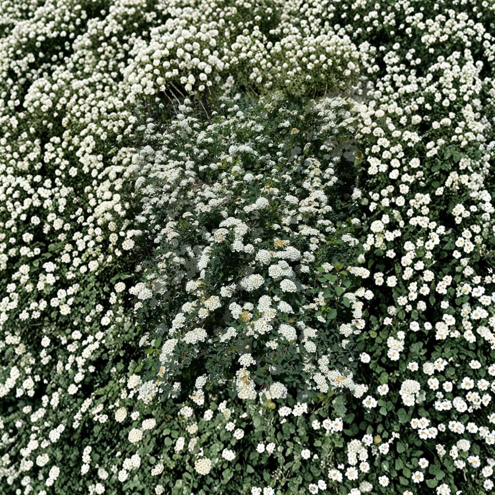 Renaissance Bridal Wreath Spirea - White Flowering Shrub in 4 Inch Pot | Hardy Landscape Plant