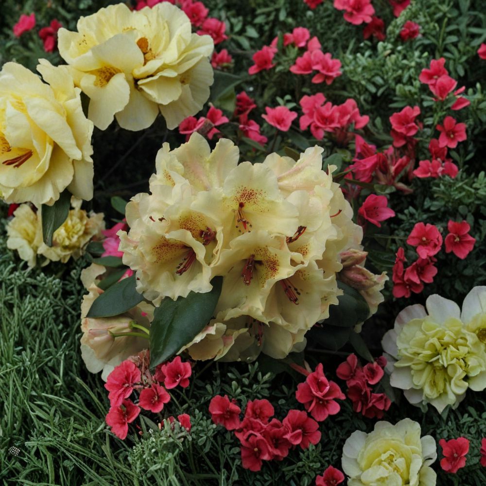 Rhododendron ‘Viscy’ Live Evergreen Shrub | Compact Yellow Blooms with Red Freckles | Field Grown 12–15 Inches Wide