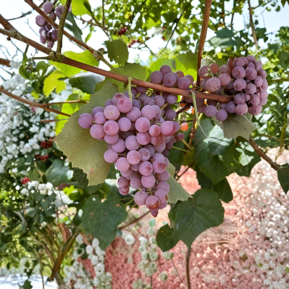 Reliance Seedless Table Grape Plant – Cold Hardy Red Seedless Grape Vine | US Seller