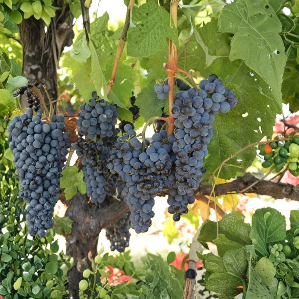 Cabernet Sauvignon Grape Plant – Vitis vinifera Live Vine in Nursery Pot