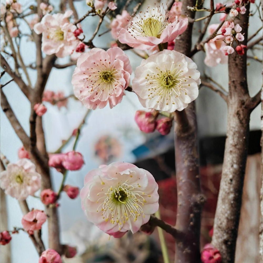 Fufen Ume Flowering Apricot Tree – Prunus mume Live Tree with Pale Pink Blossoms, 30–36 Inches Tall