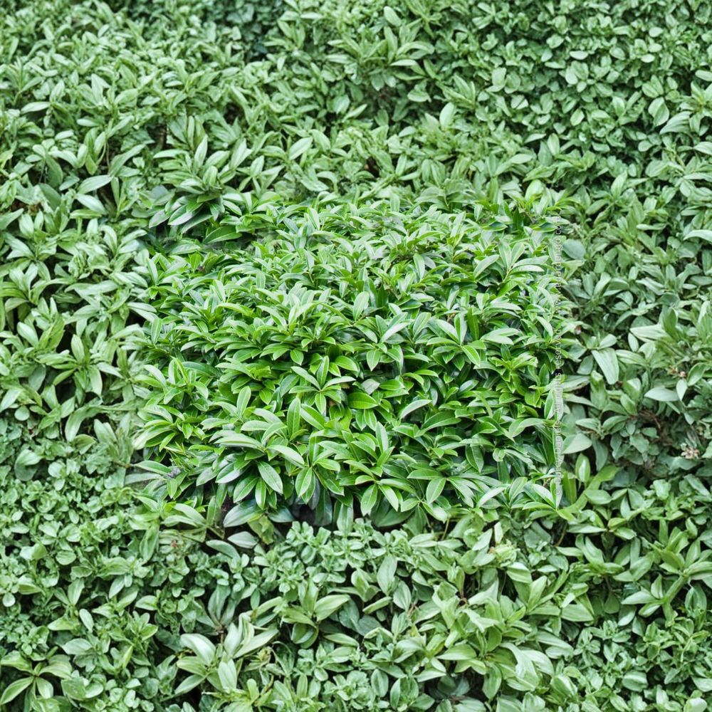 Prunus laurocerasus ‘Mt Vernon’ – Dwarf English Laurel Evergreen Shrub | #1 Container Size | Shade Tolerant Groundcover