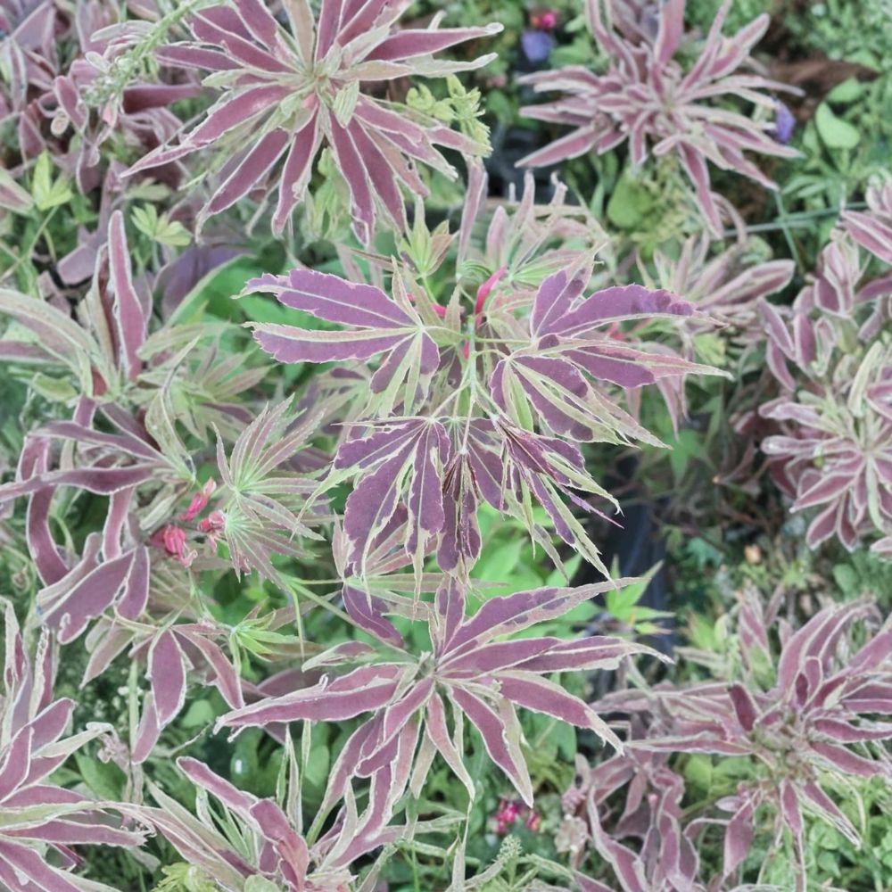 Acer palmatum ‘Manyo no Sato’ – Rare Variegated Japanese Maple with Chartreuse & Red Foliage in #1 Container