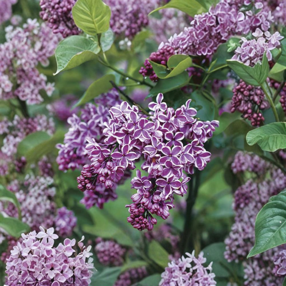Sensation Lilac - Purple & White Flowering Shrub in 1 Gallon Pot | Syringa vulgaris
