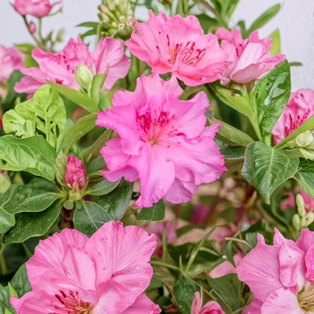 Azalea ‘Royal Robe’ Compact Evergreen Shrub | Purple Red Ruffled Blooms | #3 Container Grown