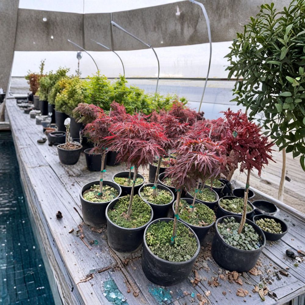 Acer palmatum dissectum ‘Red Dragon’ – Weeping Red Japanese Maple in #3 Container, 20–30" Tall