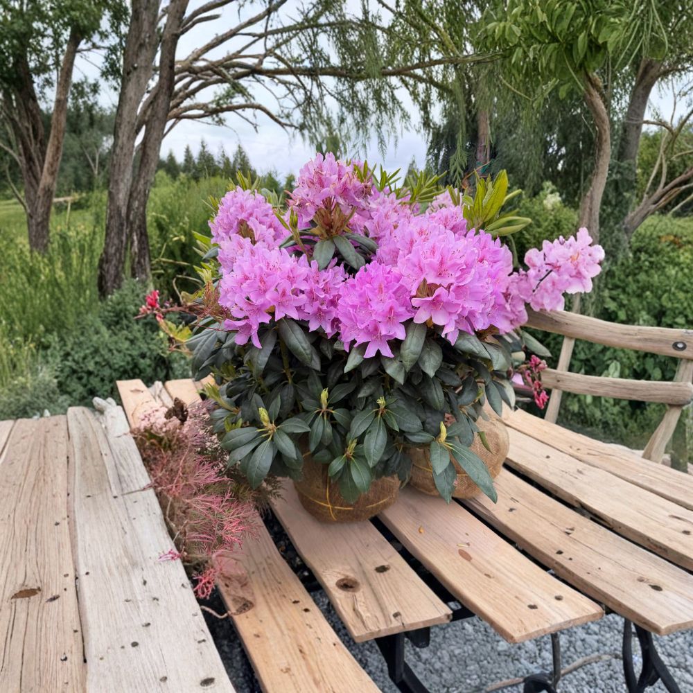 Rhododendron ‘English Roseum’ Evergreen Shrub | Purple Flowers | Fast Growing Cold Hardy Plant
