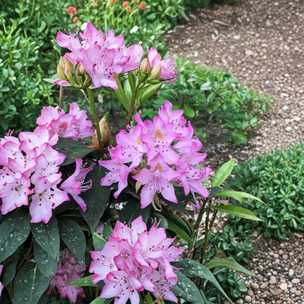 Rhododendron ‘Maxecat’ Evergreen Shrub | Pink Midseason Blooms | 12–15 Inch Field Grown Plant | Cold Hardy