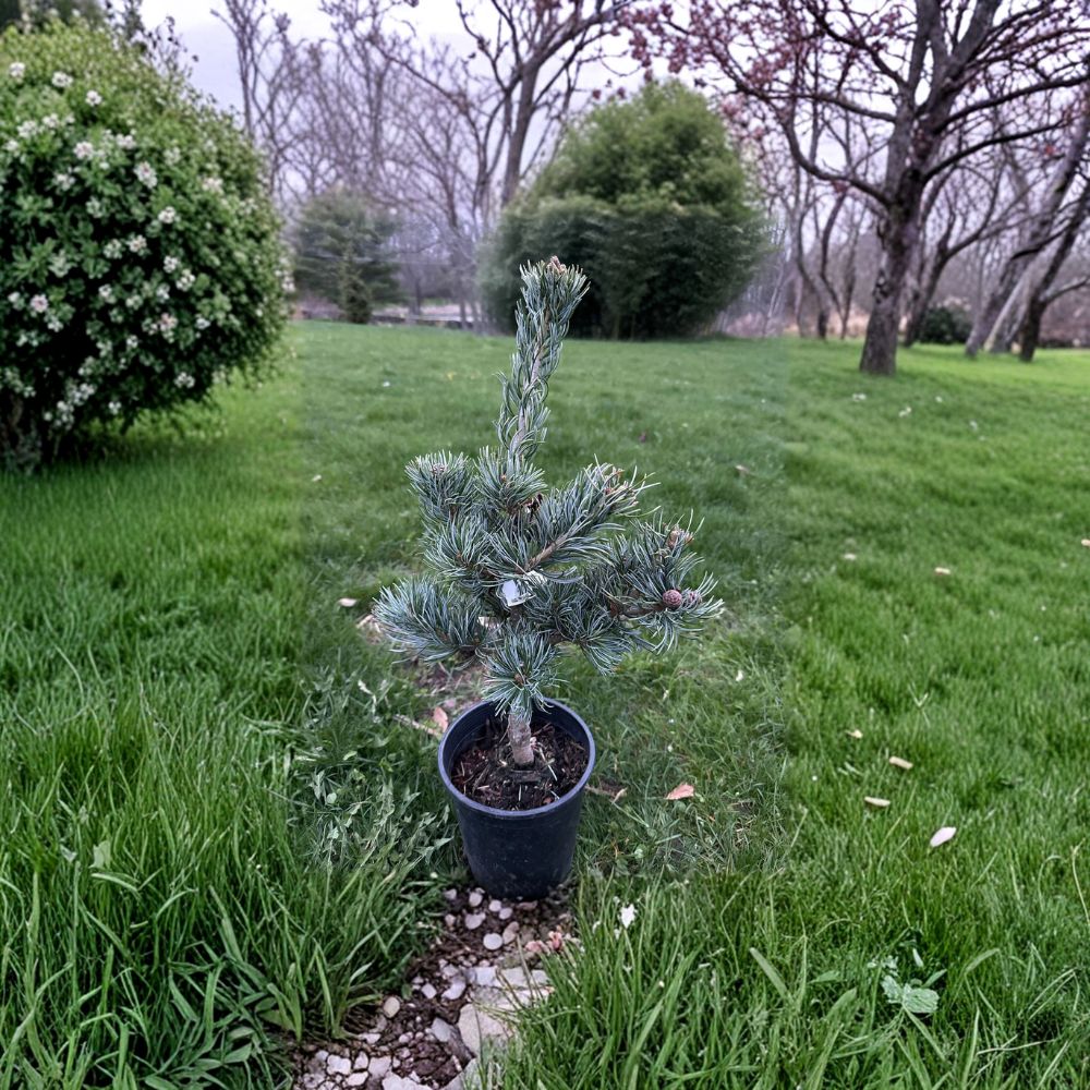 Koru Japanese White Pine - 12 Inch Tall Evergreen Conifer in 1 Gallon Pot | Pinus parviflora