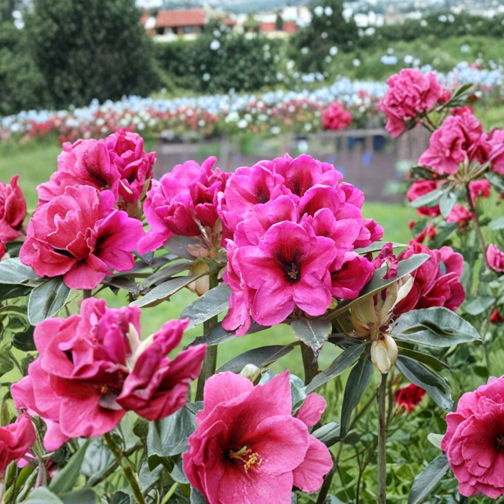 Rhododendron ‘Midnight’ Live Evergreen Shrub | Deep Pink Blooms | Hardy Landscape Plant