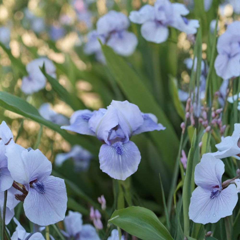 Bedford Lilac Bearded Iris – 3 Live Rhizomes | Hardy Perennial Spring Blooming Iris