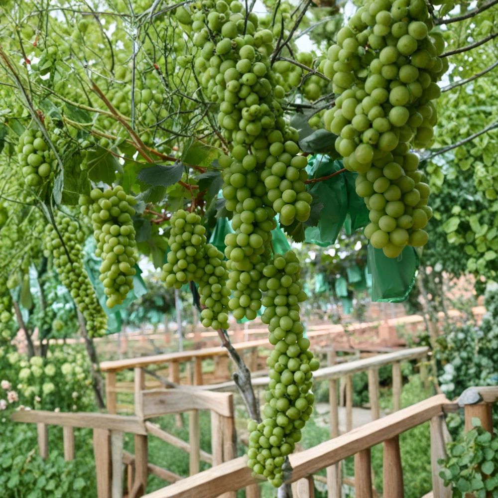 Shine Muscat Grape Plant – Premium Japanese Seedless Grape Vine on 3309C Rootstock | US Seller