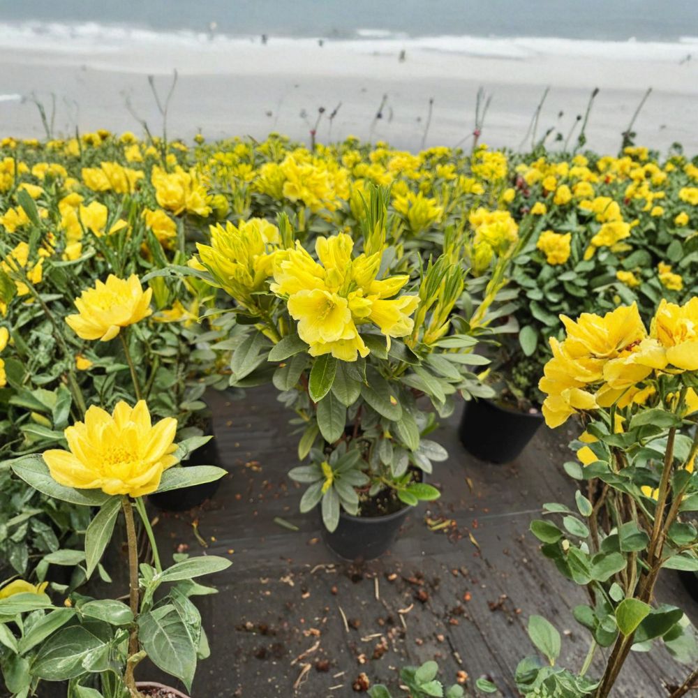 Rhododendron ‘Hotei’ Live Evergreen Shrub | Yellow Blooming Compact Hardy Plant in #2 Container
