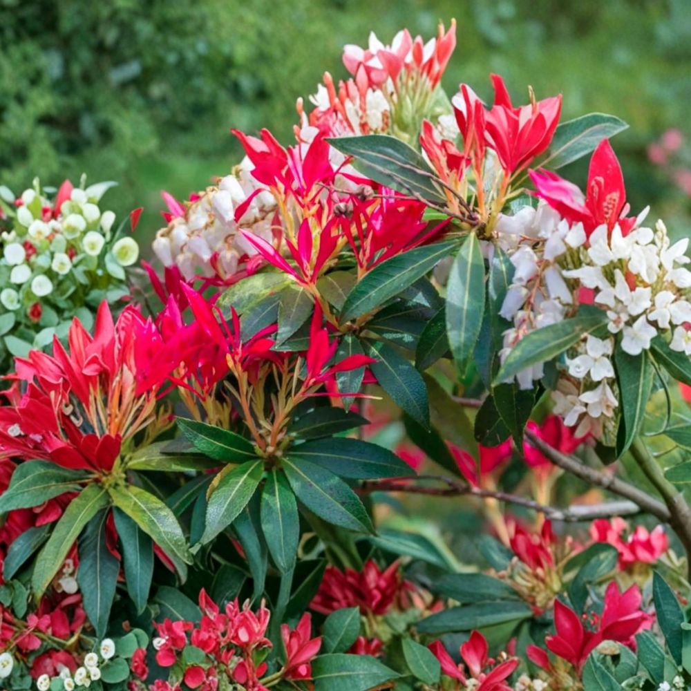 Pieris japonica ‘Mountain Fire’ Evergreen Shrub | Red New Growth & White Blooms | Hardy Shade Plant