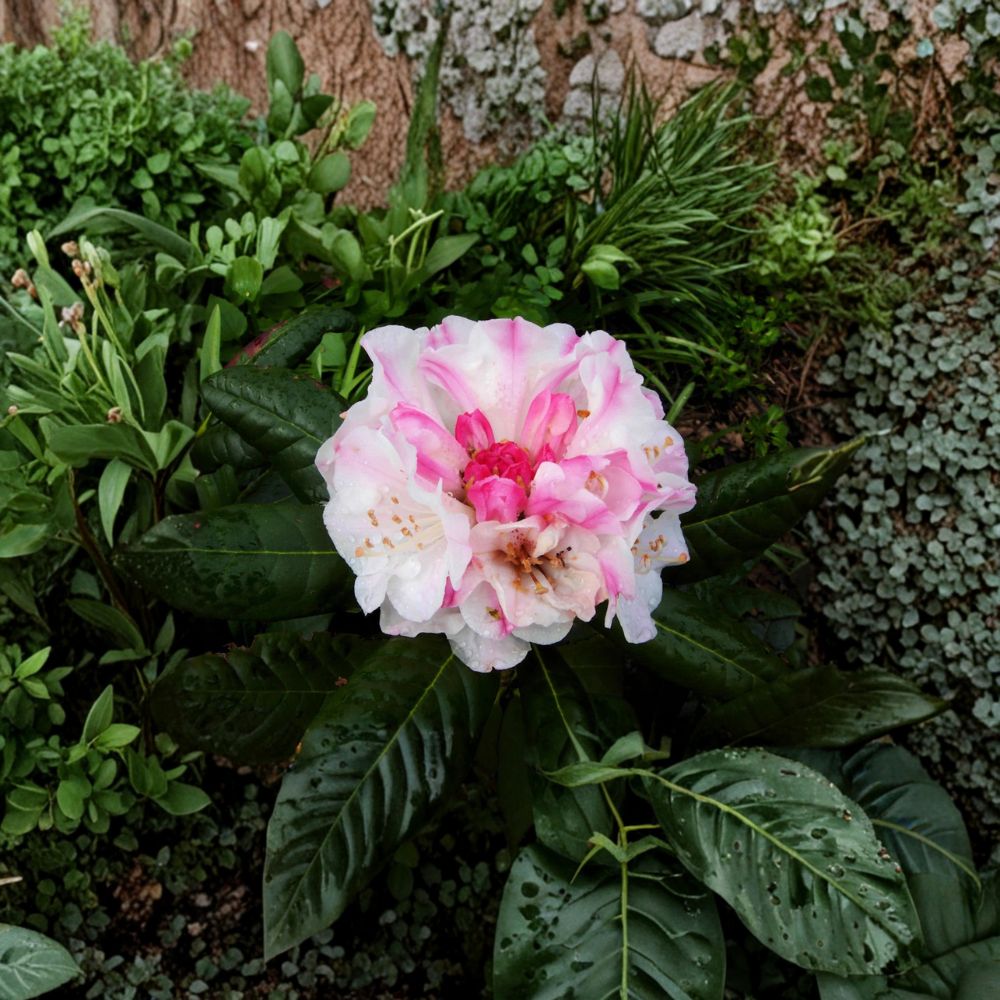 Kodiak Rhododendron – Evergreen Shrub in 1 Gallon Container | Hardy to 0°F | Pink to White Blooms