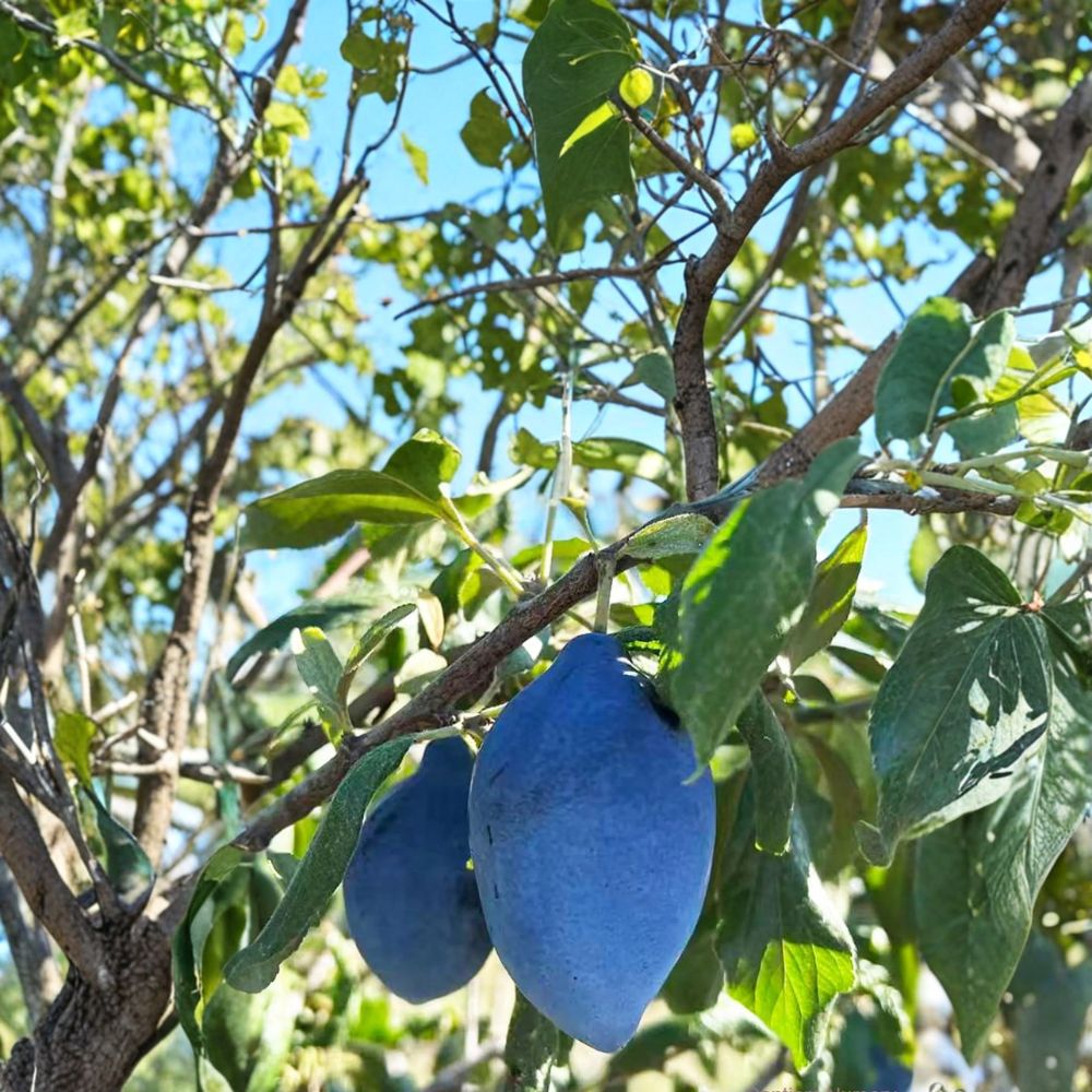 Long John European Plum Tree – Prunus domestica Live Fruit Tree in Nursery Pot
