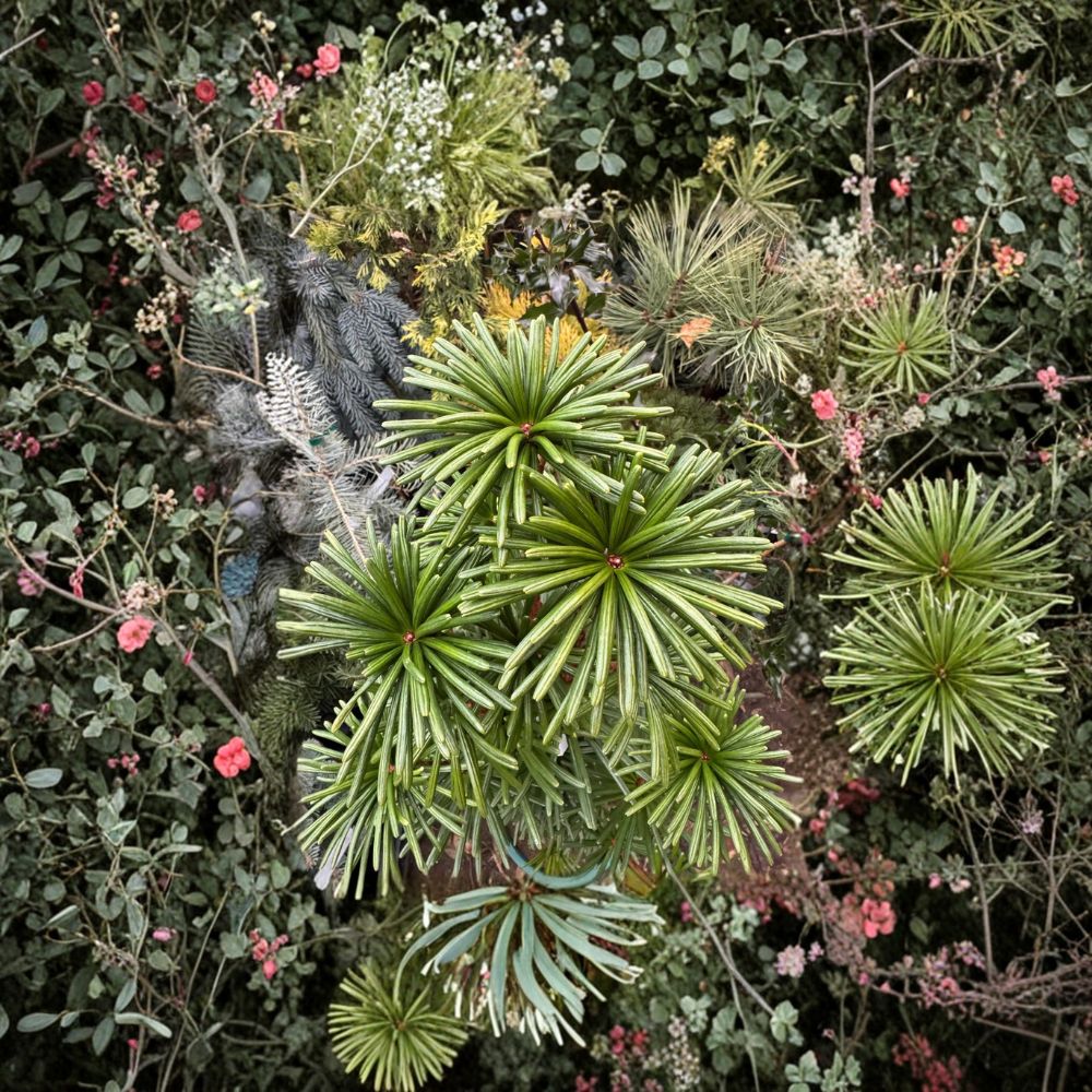 Green Star Japanese Umbrella Pine - Evergreen Conifer Tree in 2 Gallon Pot | Sciadopitys verticillata