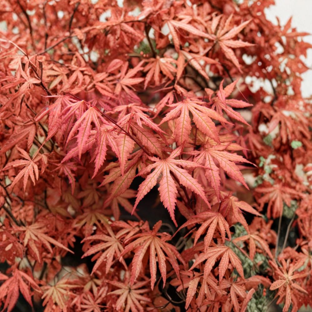 Acer palmatum ‘Nebula’ Live Japanese Maple | Rare Pink & Lime Green Ghost Maple Tree 18–24 Inches