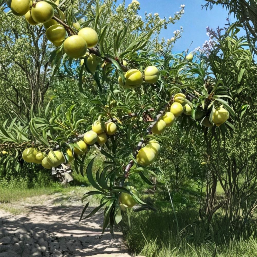 Feng-Tang Plum Tree – 2 Year Grafted Bare Root | Super Sweet Rock Candy Flavor | Self Fertile Japanese Plum