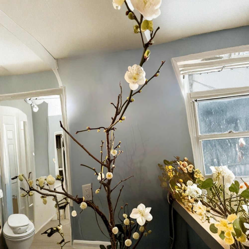 Ryūyū-bai Japanese Apricot Pre Bonsai Sapling | Twisted Dragon Branch Plum Tree | Winter Blooming White Flowers