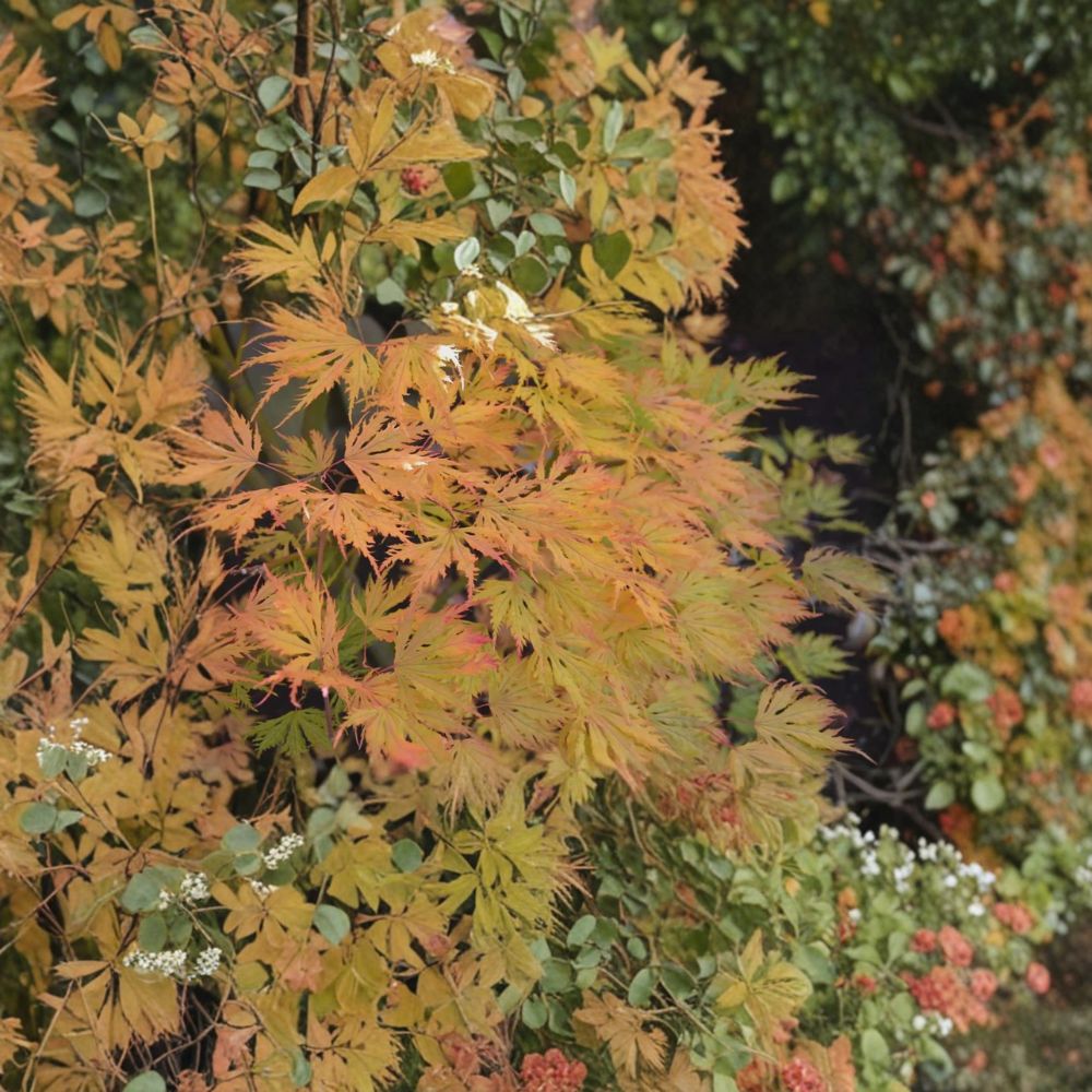 Acer palmatum ‘Sister Ghost’ Live Japanese Maple | Rare Ghost Maple Tree | Golden Fall Color Ornamental Acer