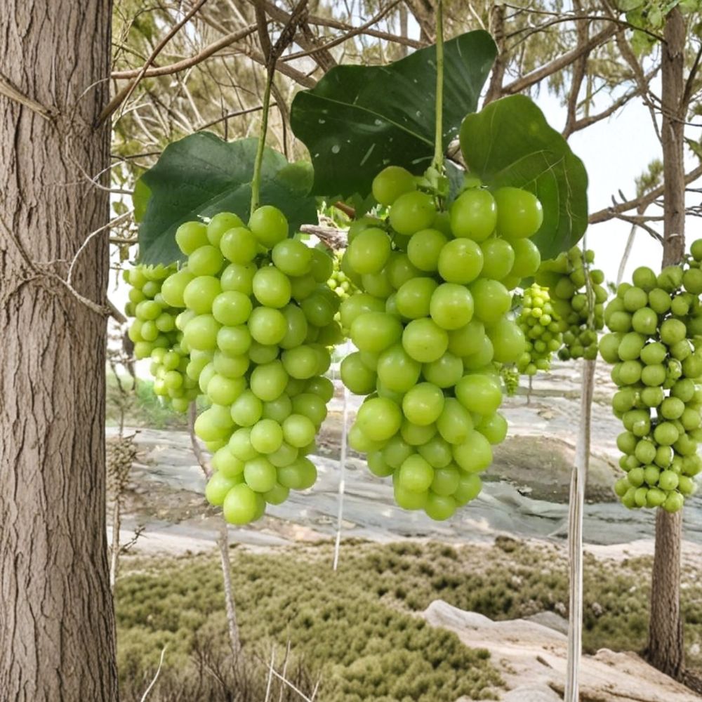 Shine Muscat Grape Vine – Live Grafted Bare Root Plant | Japanese Premium Table Grape