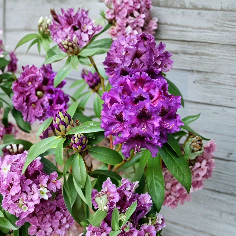 Rhododendron ‘Purple Splendour’ Evergreen Shrub with Dark Purple Blooms | Hardy Landscape Plant