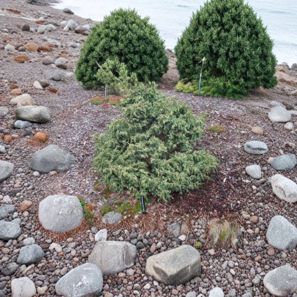 Chamaecyparis obtusa ‘Mariesii’ Live Dwarf Hinoki Cypress | Variegated Evergreen | #1 Container Grown