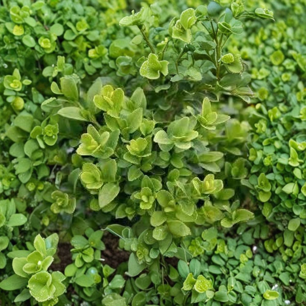 Buxus ‘Green Velvet’ Live Evergreen Boxwood Shrub | Compact Hardy Hedge Plant in #2 Container