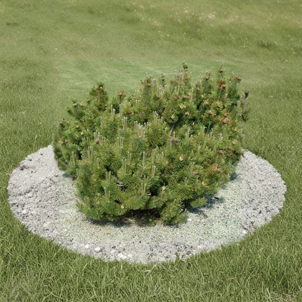 Pinus mugo ‘Pumilio’ Live Dwarf Mugo Pine | Hardy Evergreen Shrub in #2 Container