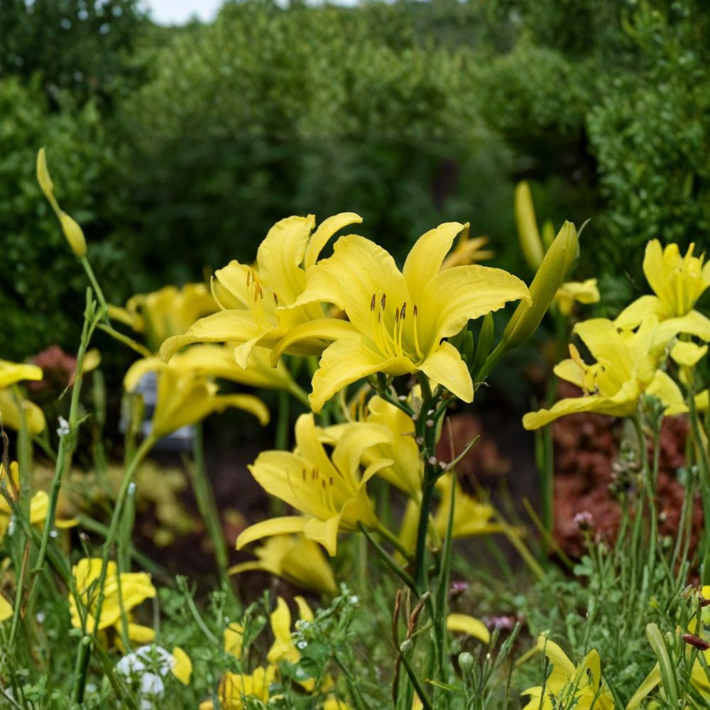 Hyperion Daylily - 3 Live Bare Root Plants | Fragrant Yellow Hemerocallis | Hardy Perennial Flower