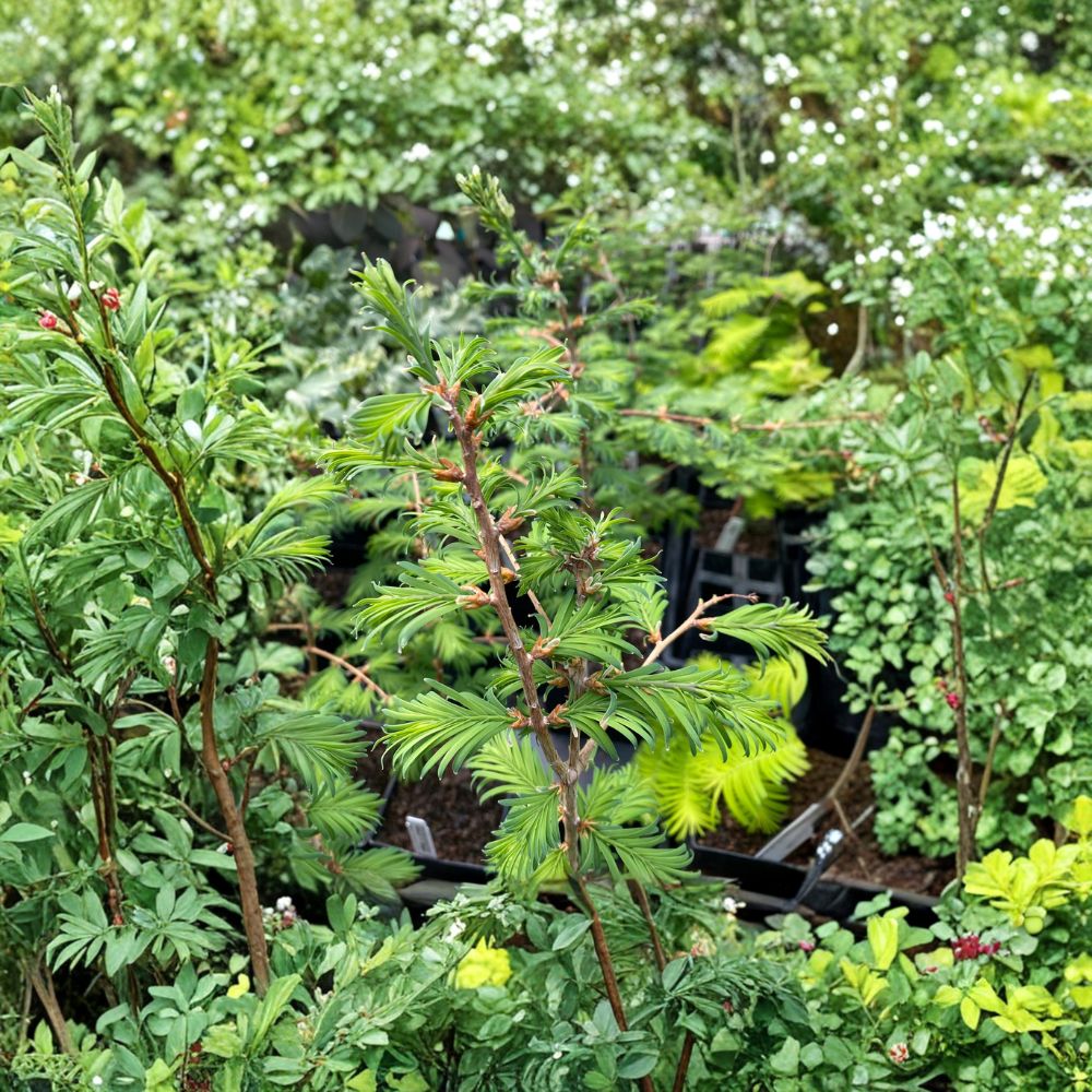Hamlet’s Broom Dawn Redwood – 8 Inch Live Grafted Dwarf Conifer Tree | Metasequoia glyptostroboides