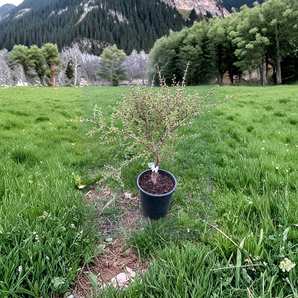 Blue Sparkler American Larch - 10 Inch Tall Deciduous Conifer in 1 Gallon Pot