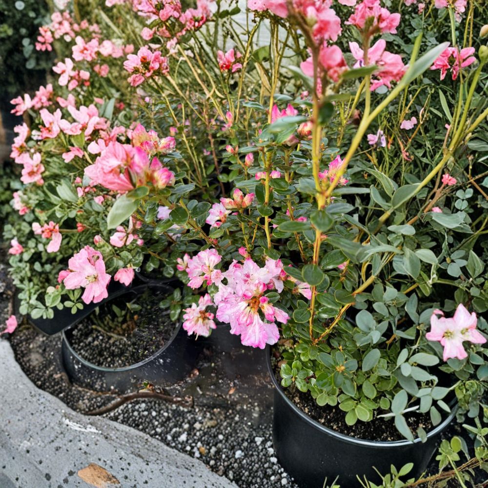 Rhododendron ‘Pink Snowflakes’ Live Evergreen Shrub | Early Blooming Pink & White Flowers | #1 Container Grown