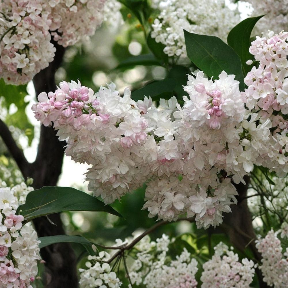 Beauty of Moscow Lilac - Syringa vulgaris ‘Krasavitsa Moskvy’ | Live Fragrant Flowering Shrub in 4 Inch Pot